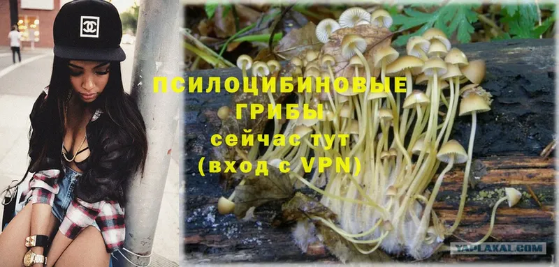 Галлюциногенные грибы Psilocybe  где купить наркотик  мориарти телеграм  Вяземский 